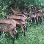 10860991_310001155877367_132311122110027570_o